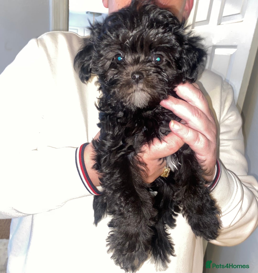 Maltipoo dogs for sale: Rare micro toy teddyface Korean/Asian maltipoos😍 - Advert 4