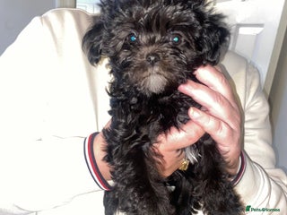 Maltipoo dogs Rare toy F1 dollface Korean/Asian maltipoos😍 - Advert 2