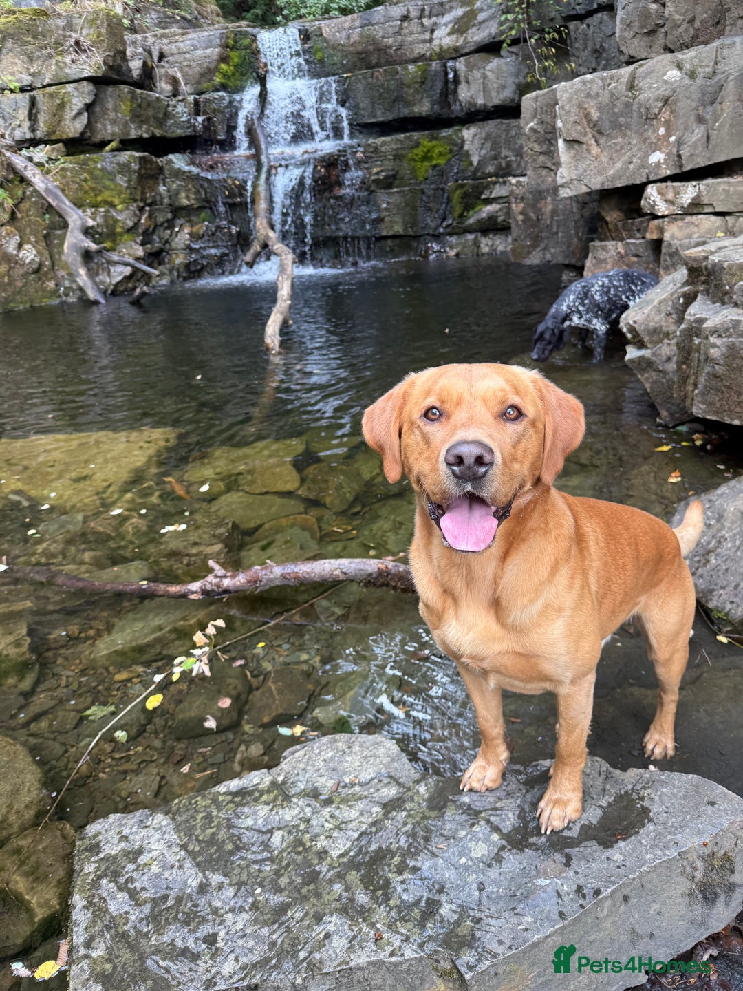 Labrador Retriever dogs for stud: KC reg fully health tested, gorgeous Lab for stud. - Advert 7