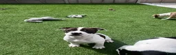 Mixed Breed dogs for sale: ⭐️Ready to leave⭐️ Beautiful Bully x staffy pups - Advert 9