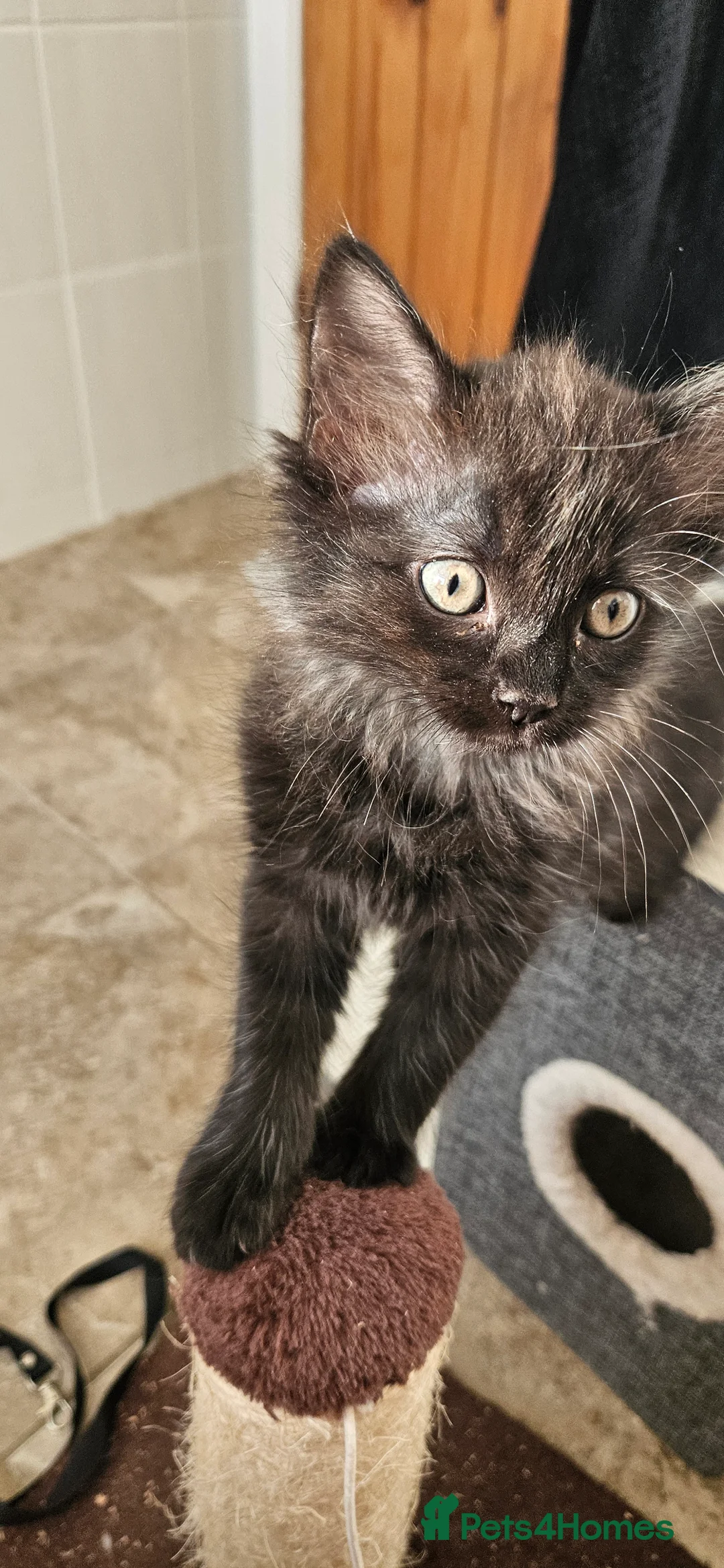 Mixed Breed cats for sale: Silver tabby ragdoll x  in Lincoln - Advert 4