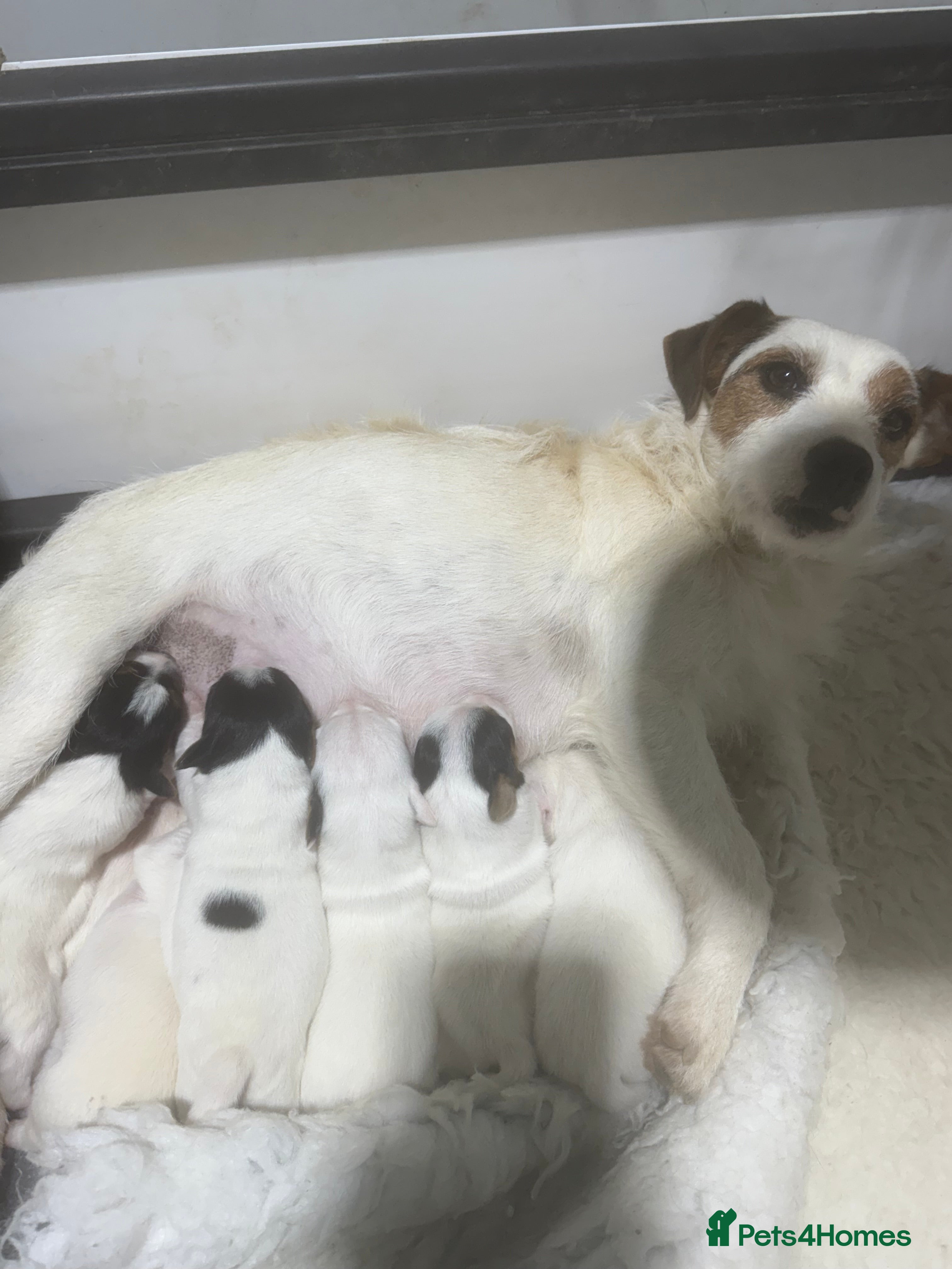 Jack Russell dogs Jack Russell Puppies - Advert 2