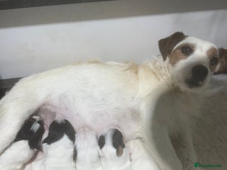 Jack Russell dogs Jack Russell Puppies - Advert 2