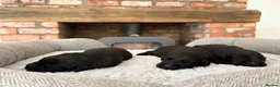 Labrador Retriever dogs for sale: Health Tested IGL Champion Bred Labrador Puppies  - Advert 12
