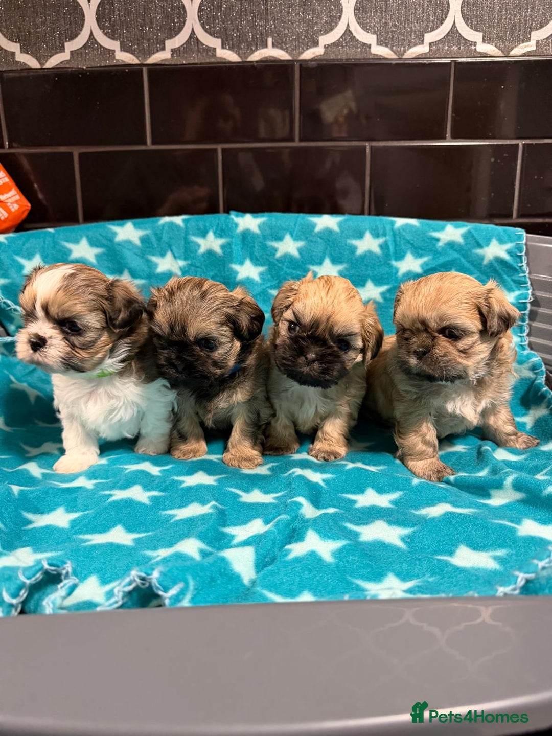 Mixed Breed dogs for sale: Shision/shitzu pups  - Advert 1