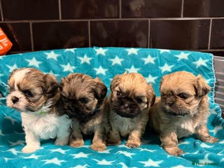 Mixed Breed dogs Shision/shitzu pups - Advert 5