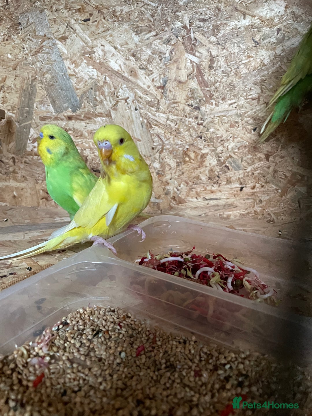 Budgerigars birds for sale: Baby Budgies for sale - Image 4