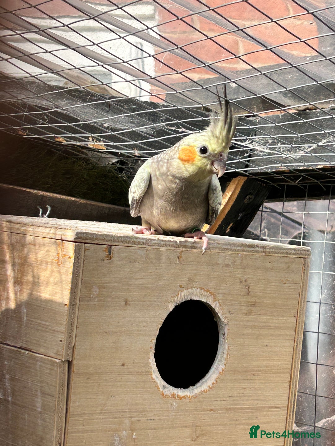 Parrots birds for sale: Cockatiels babies  in Pontefract - Image 4