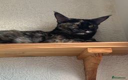 Mixed Breed cats for sale: Crossed BENGALS  - Image 28