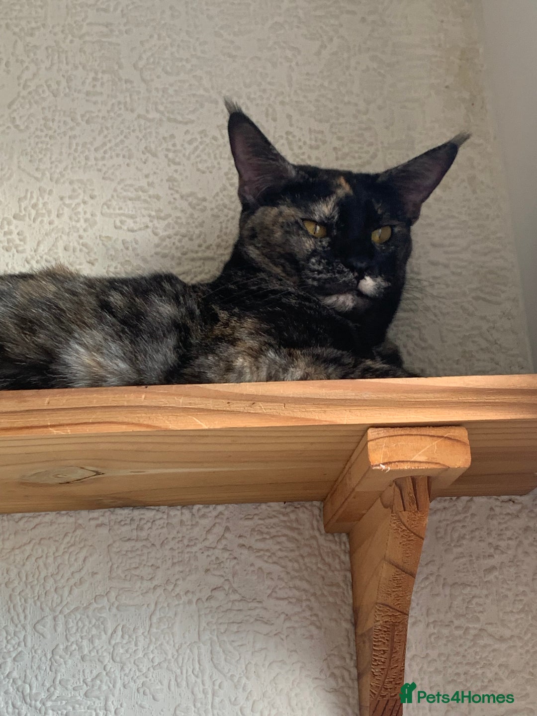 Mixed Breed cats for sale: Crossed BENGALS  - Image 28