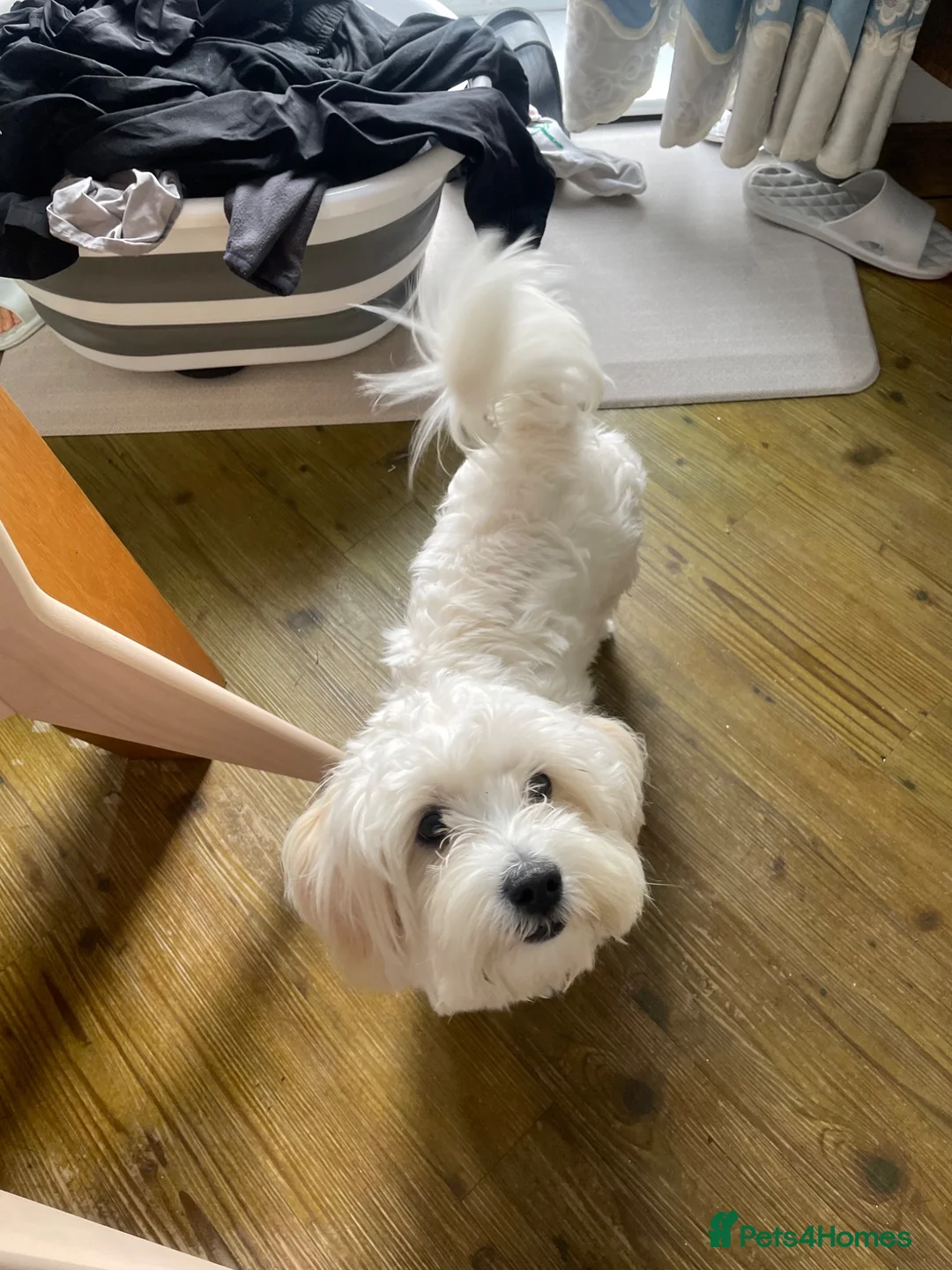 Bichon Frise dogs for sale: Bichon Frise mix - Advert 2