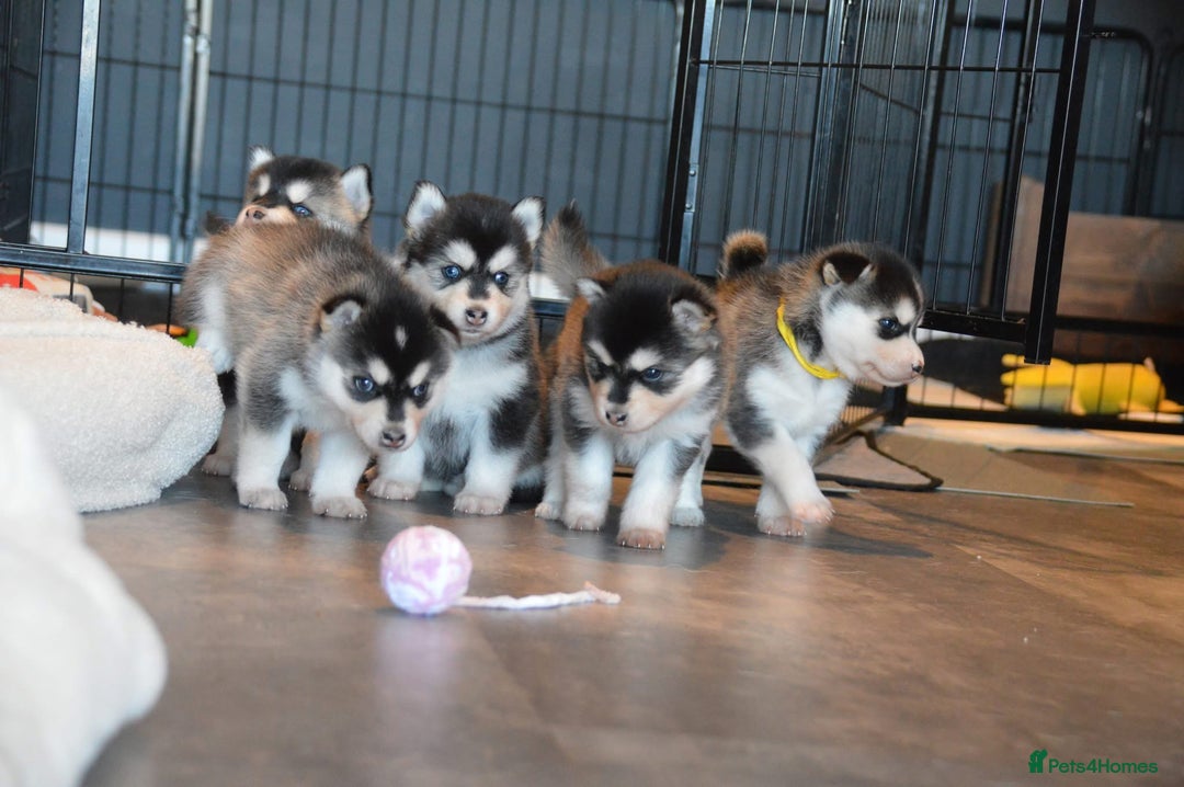 Pomsky dogs for sale: Beautiful husky marked Pomskies  - Image 21
