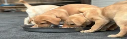 Labrador Retriever dogs for sale: KC REGISTERED LABRADOR PUPPIES - Advert 5