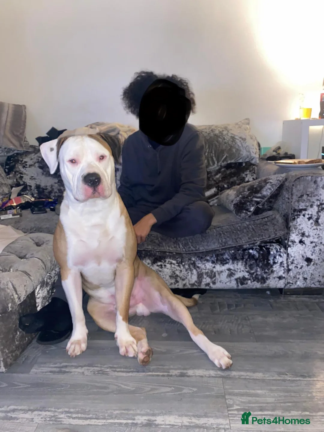 American Bulldog dogs for stud: NKC American Bulldog for Stud in Birmingham - Advert 2
