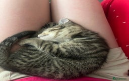 Mixed Breed cats for sale: 3 kittens for sale  - Image 3
