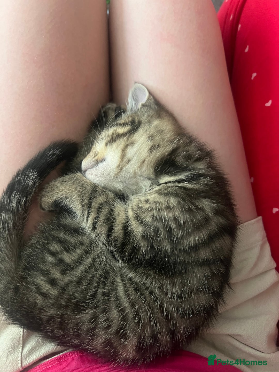 Mixed Breed cats for sale: 3 kittens for sale  - Image 3