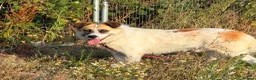 Mixed Breed dogs for adoption: Billy - Norwich Norfolk  in Norwich - Advert 12