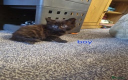 Mixed Breed cats for sale: Beautiful kittens 2 girls, 1 boy - Image 3