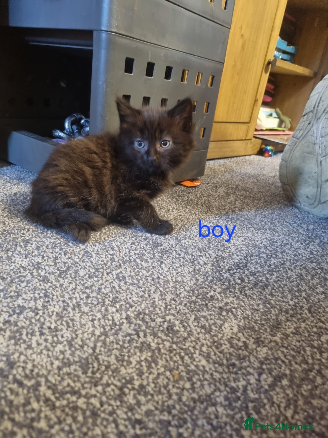 Mixed Breed cats for sale: Beautiful kittens 2 girls, 1 boy - Image 3