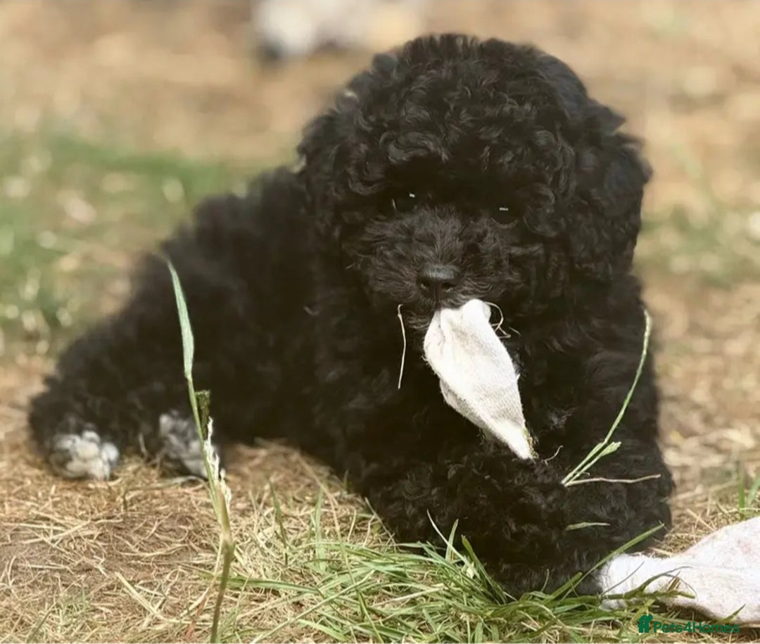 Miniature Poodle dogs for sale: Beautiful pedigree poodle  - Image 1