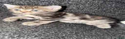 Mixed Breed cats for sale: 2 British short hair cross tabby kittens  in Melksham - Advert 2