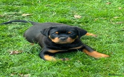 Rottweiler dogs for sale: 🏆Ready to go! By N.1 Stud in the UK METAL!!🏆 - Image 12