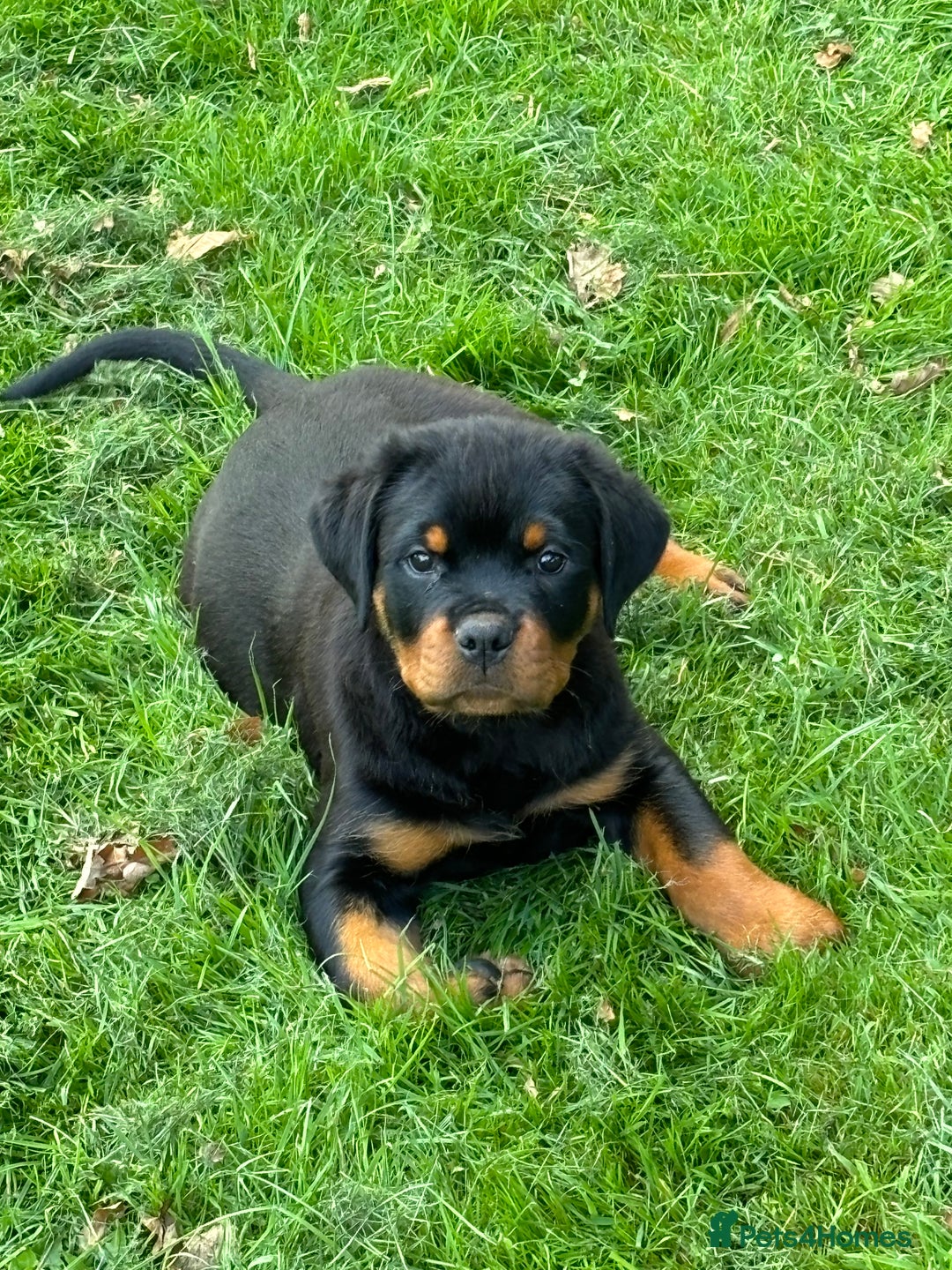Rottweiler dogs for sale: 🏆Ready to go! By N.1 Stud in the UK METAL!!🏆 - Image 12