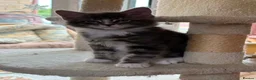 Maine Coon cats for sale: READY NOW Purebred Pedigree Maine Coon Kittens - Advert 14