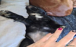 Mixed Breed dogs for sale: Beautiful litter of spaniel Cross  - Image 17