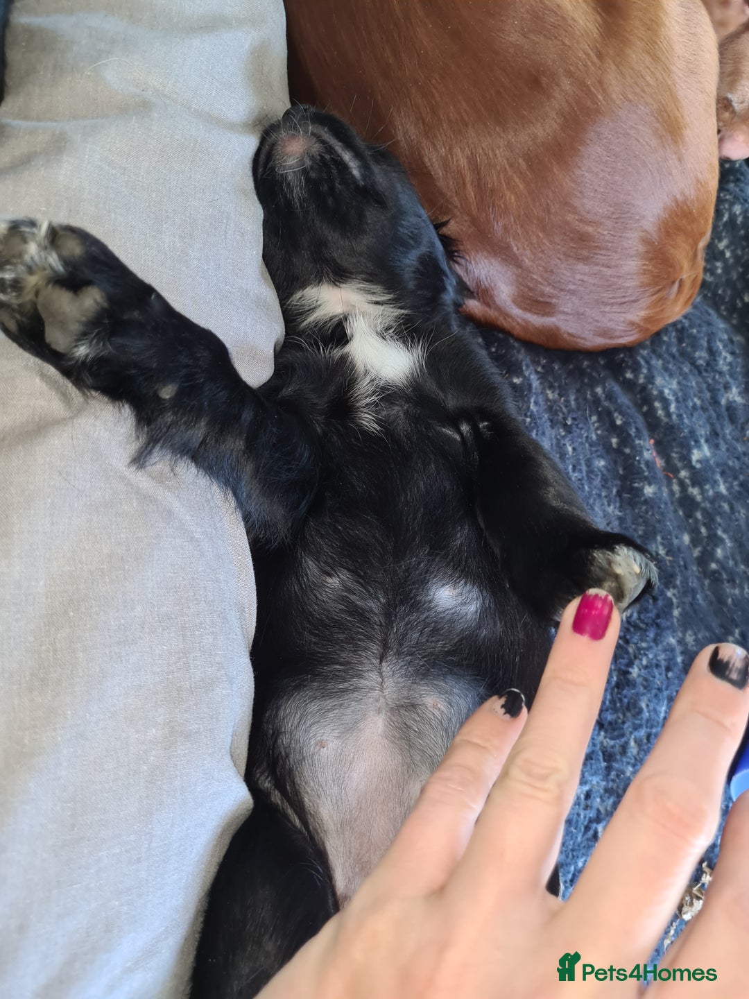 Mixed Breed dogs for sale: Beautiful litter of spaniel Cross  - Image 17