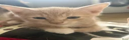 Mixed Breed cats for sale: Beautiful Kittens for Sale - Advert 2