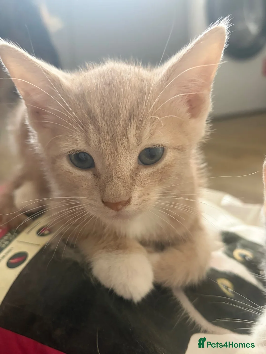 Mixed Breed cats for sale: Beautiful Kittens for Sale - Advert 2