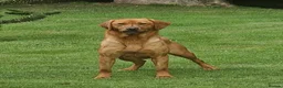 Labrador Retriever dogs for sale: 5 YROLD H/TESTED FOX RED LABRADOR BITCH FOR REHOME - Advert 2