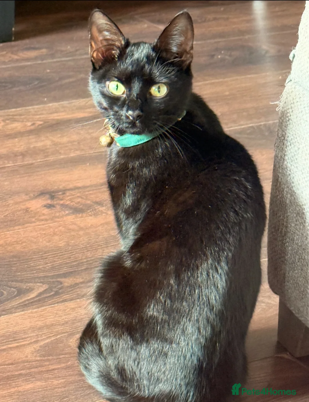 Mixed Breed cats for sale: 3 girl kittens for sale  in Stockport - Advert 2