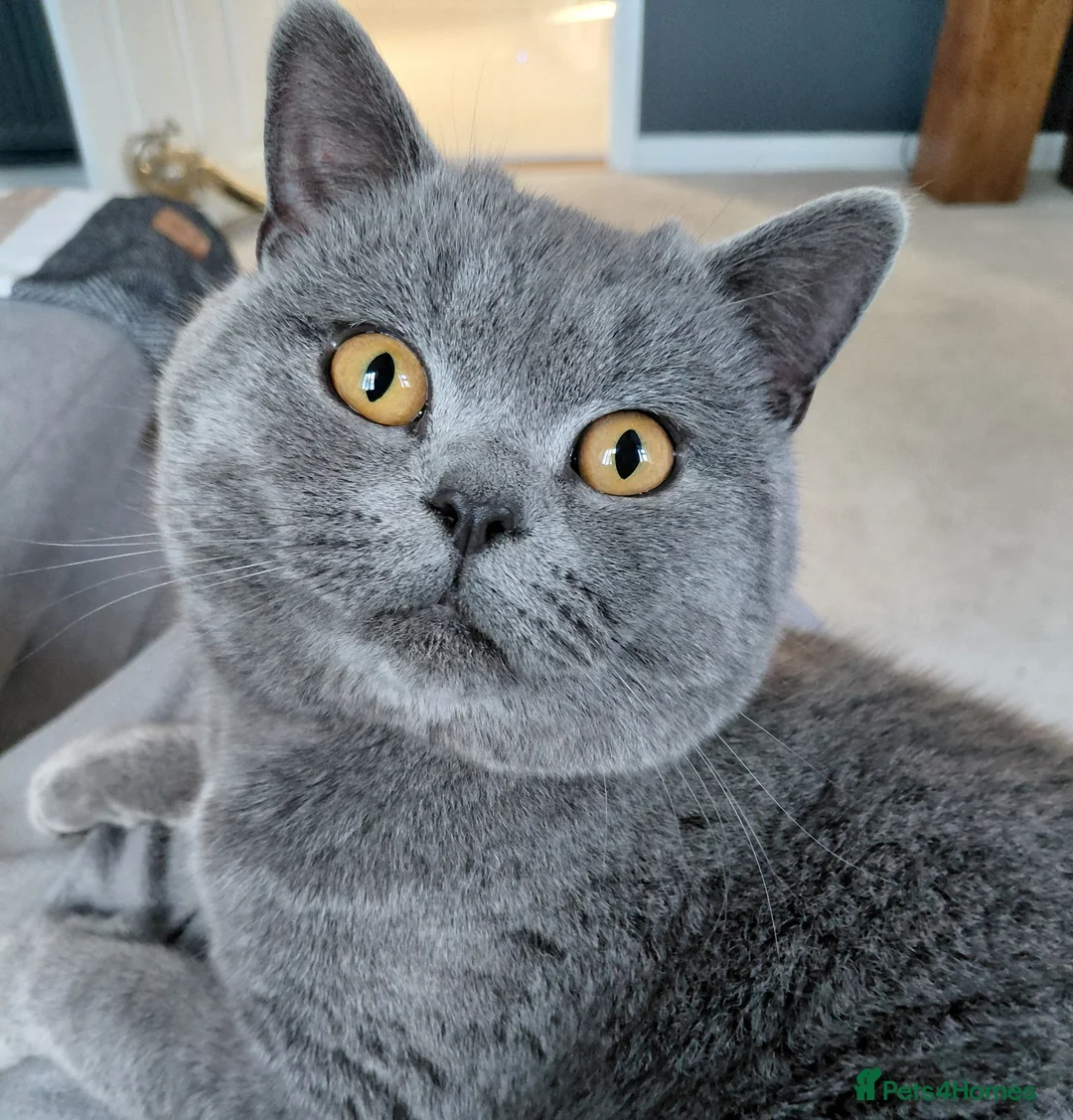 British Shorthair cats for sale: Pedigree british shorthair male for sale  - Advert 2