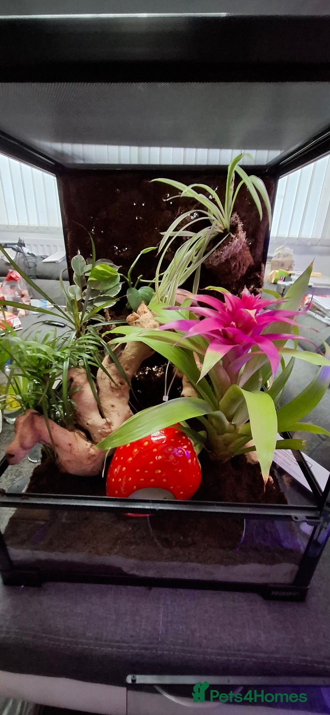 Gecko reptiles for sale: Baby crested geckos - Advert 8