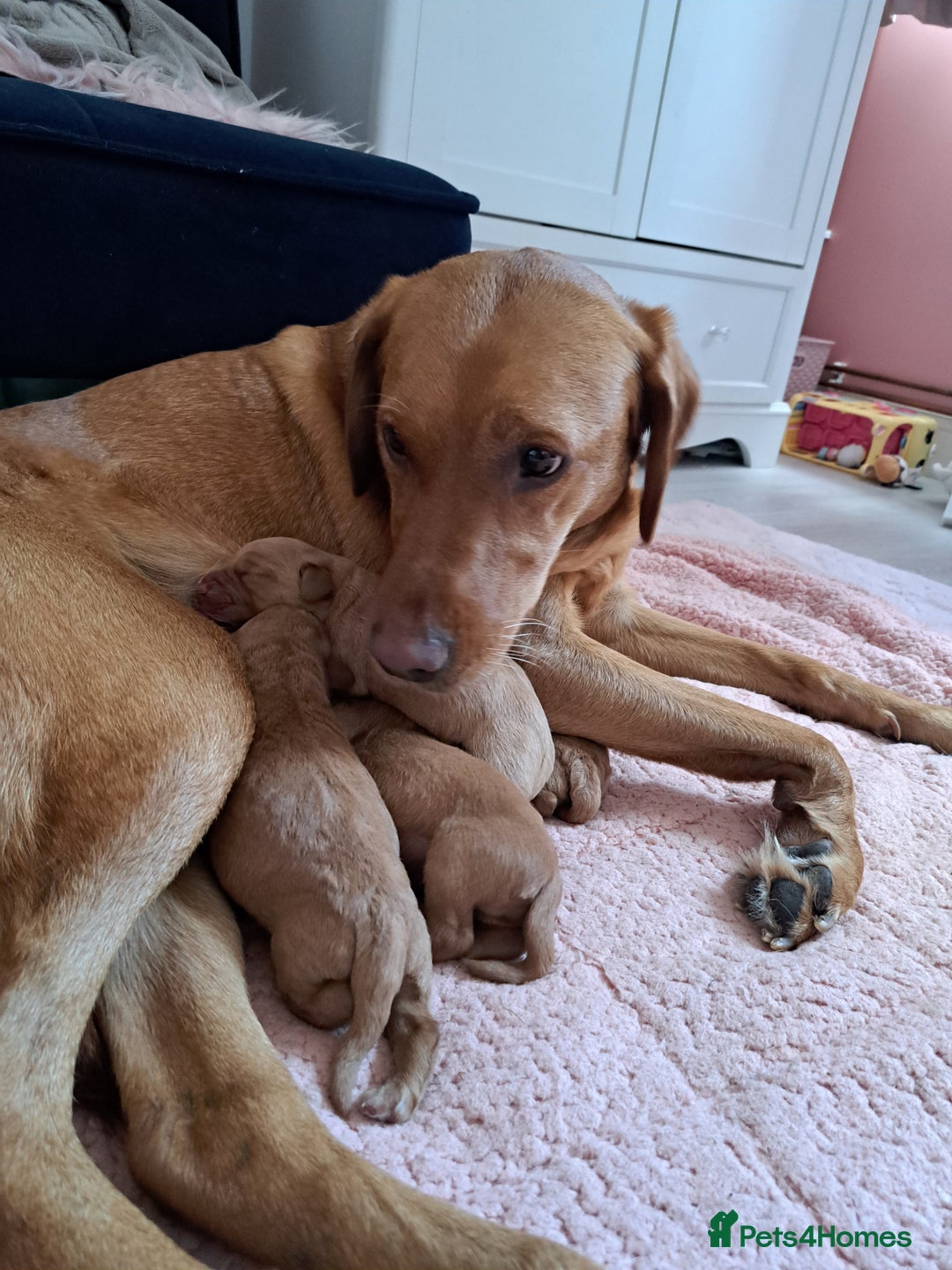 Labrador Retriever dogs for sale: Fox red Labrador 1 boy left  - Image 2