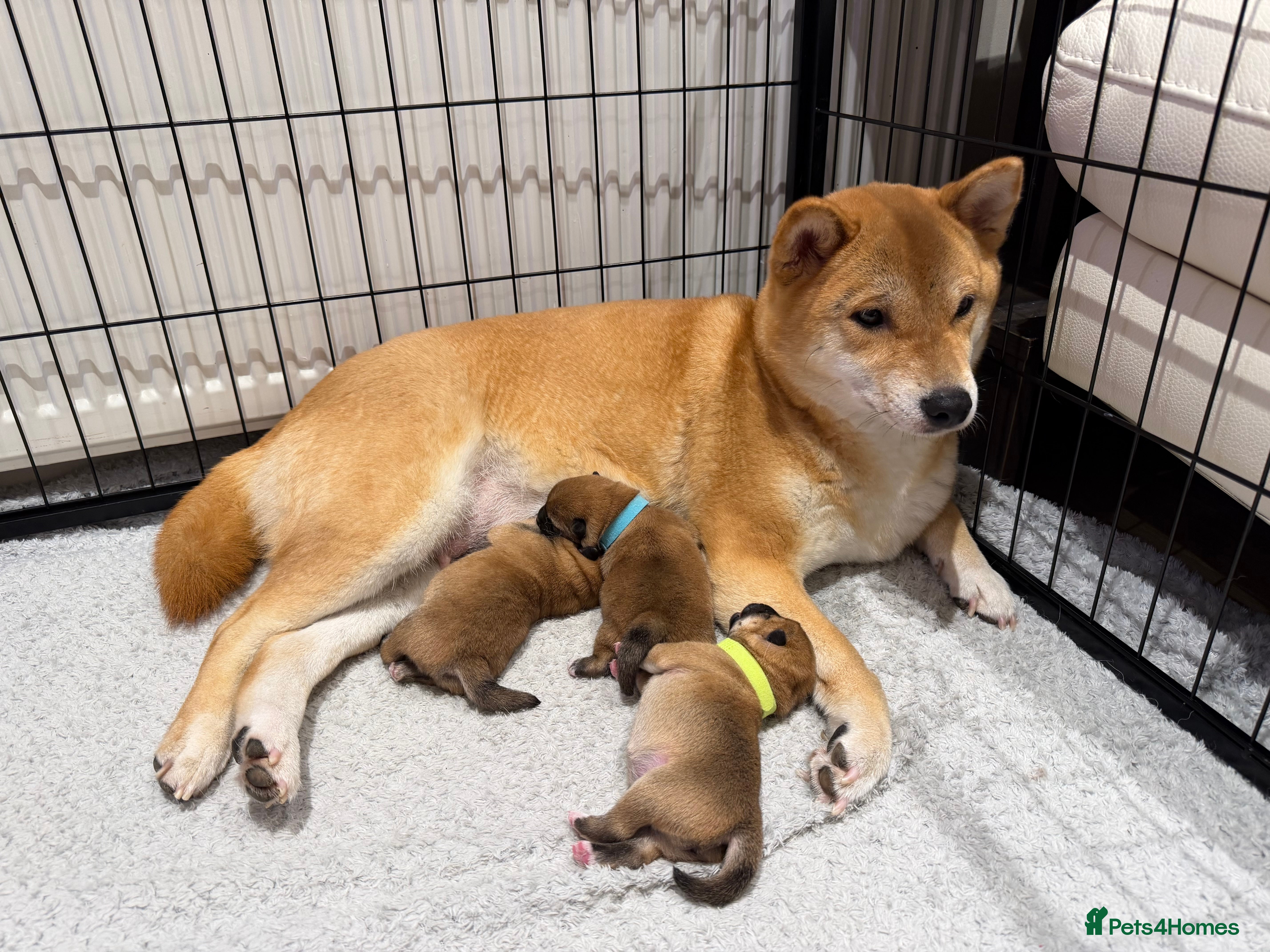 Japanese Shiba Inu dogs KC Reg Shiba Inu Puppies - Advert 1