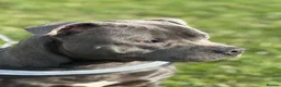 Staffordshire Bull Terrier dogs for stud: For Stud in Rotherham - Advert 11