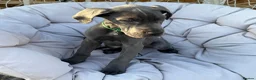 Great Dane dogs for sale: Ready for new home now!! - Advert 7