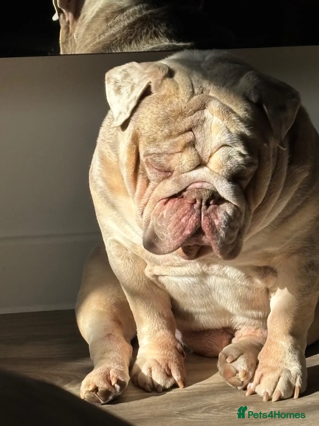 English Bulldog dogs for sale: British Bulldog 5yrs  - Advert 1