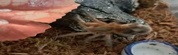 Tarantulas invertebrates for sale: Collection of tarantulas & equipment for new home  - Advert 12