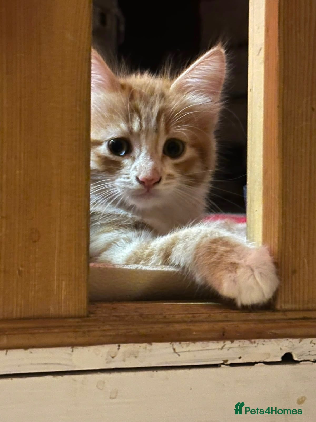 Mixed Breed cats Two beautiful ginger kittens  - Advert 2