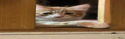 Mixed Breed cats for sale: Three beautiful ginger kittens  - Advert 9