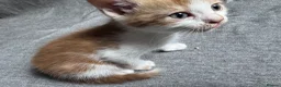 Mixed Breed cats for sale: Adorable Mixed-Breed Kittens Ready for Loving Home - Advert 17