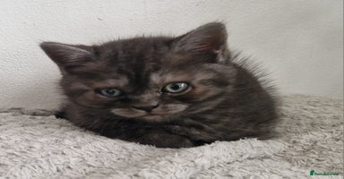 British Shorthair cats - Advert 5