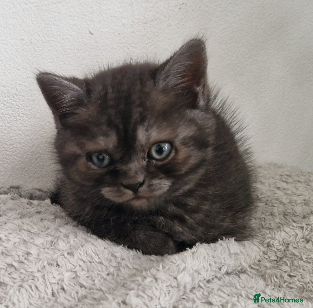 British Shorthair cats for sale: 4 British Shorthair  - Image 3