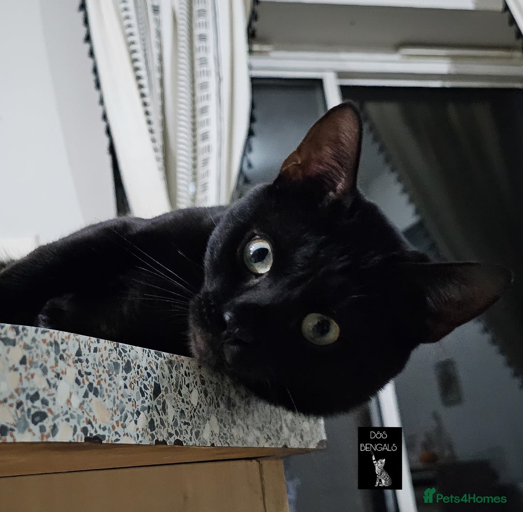 Bengal cats for sale: Smoke solid bengal adult male - Image 3