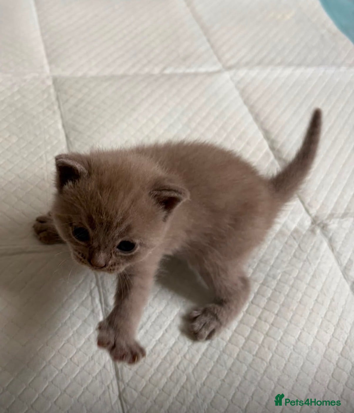 British Shorthair cats British Shorthair Kittens  - Advert 2
