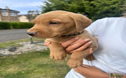 Labrador Retriever dogs for sale: Fox Red Labrador Puppies  - Image 14